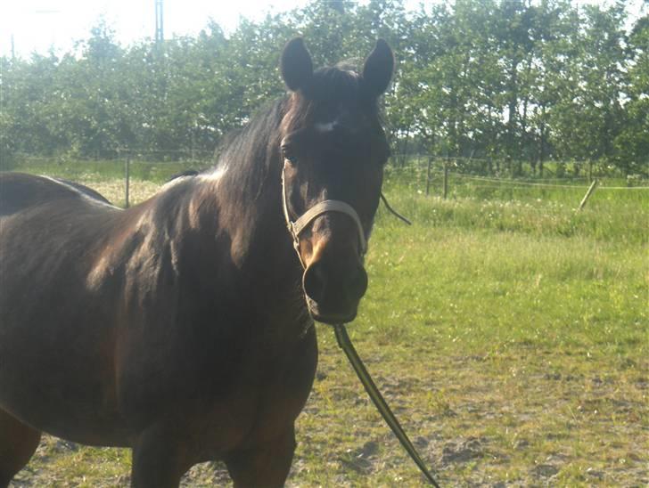 Traver nico queen billede 12