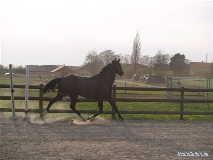 Anden særlig race Sonda Ferry - Fotograf: Anders billede 11