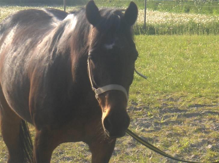 Traver nico queen billede 13