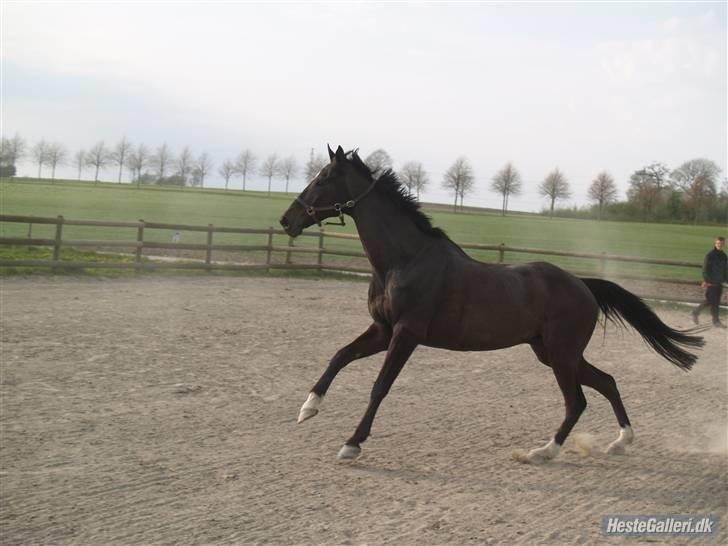 Anden særlig race Sonda Ferry - Fotograf: Anders billede 12