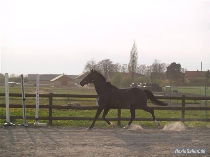 Anden særlig race Sonda Ferry - Fotograf: Anders billede 13