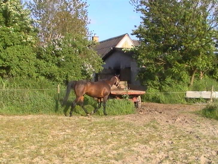 Traver nico queen billede 14