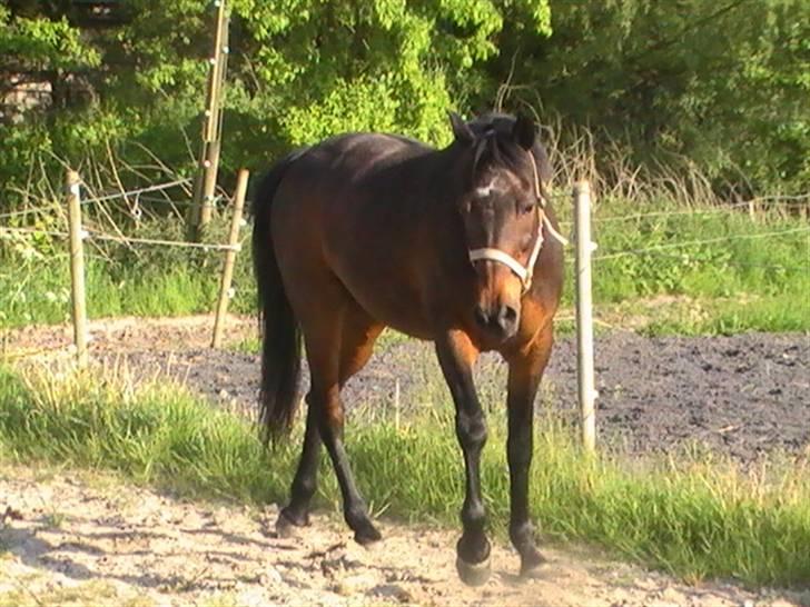 Traver nico queen billede 15