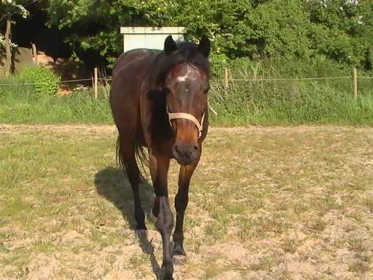 Traver nico queen billede 16