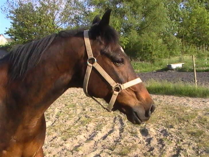 Traver nico queen billede 17