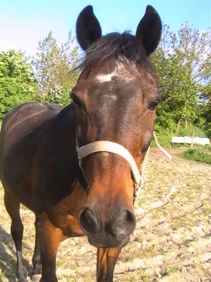 Traver nico queen billede 18