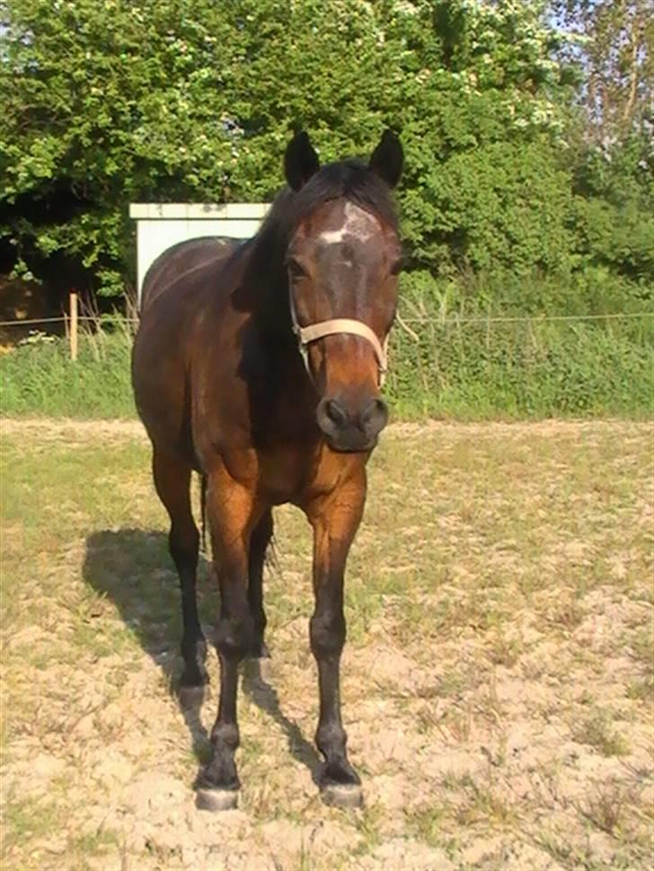 Traver nico queen billede 19