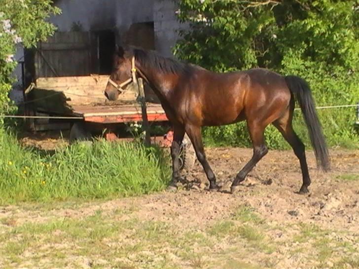 Traver nico queen billede 20