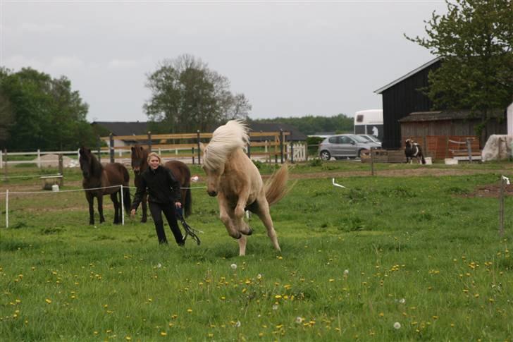 Islænder Dögg Fra Toftemosen - Dögg i galop ude på folden :) Foto: Caroline Storch billede 9