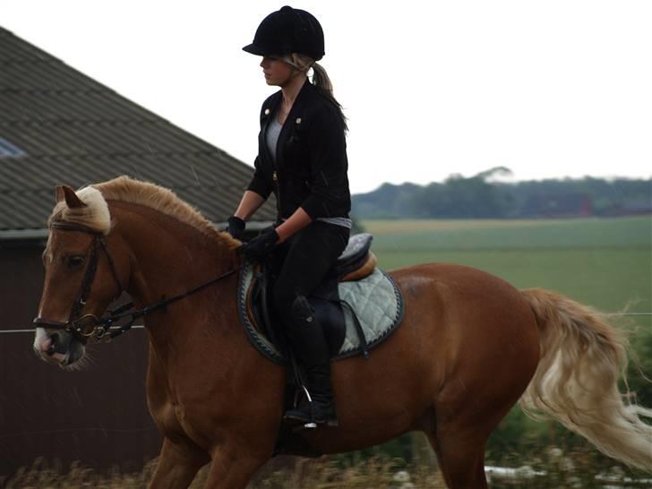 Haflinger Fusentast - "Just a horse" brings into my life the very essence of friendship, trust, and pure unbridled joy. "Just a horse" brings out the compassion and patience that makes me a better person. billede 17