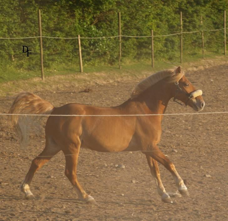 Haflinger Fusentast - Suddenly it's no longer gravity holding me to the ground. It's you. billede 18