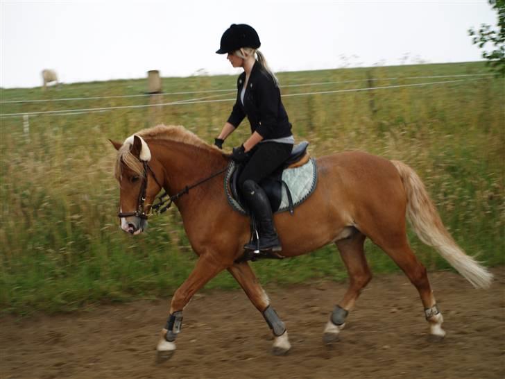 Haflinger Fusentast - The only thing that keeps me wishing on a wishing star. billede 19