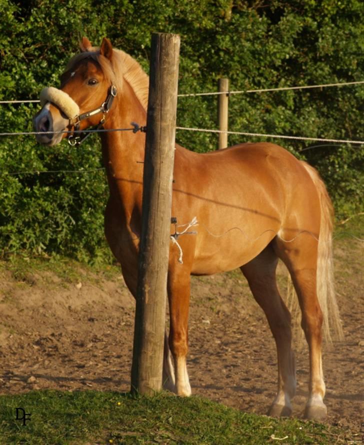 Haflinger Fusentast - "People have no idea how much I owe you - my life many times over, and possibly my sanity, too" .. billede 20