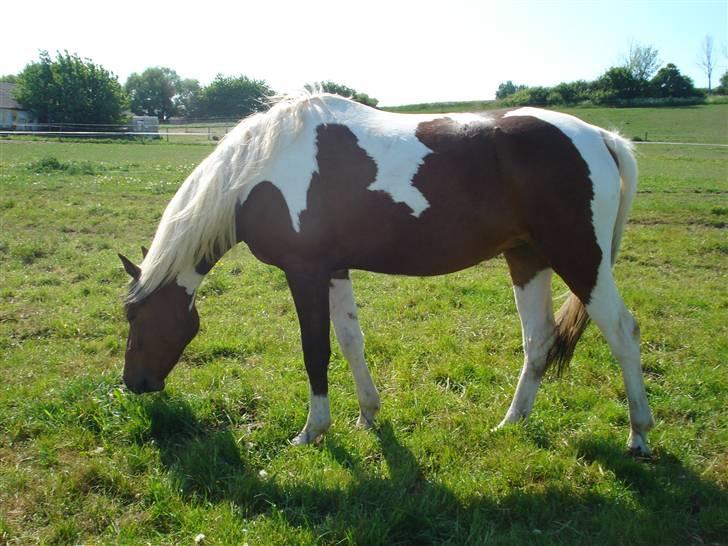 Pinto Jersy   solgt - maj 2008, nu er jersy 2 år  billede 8