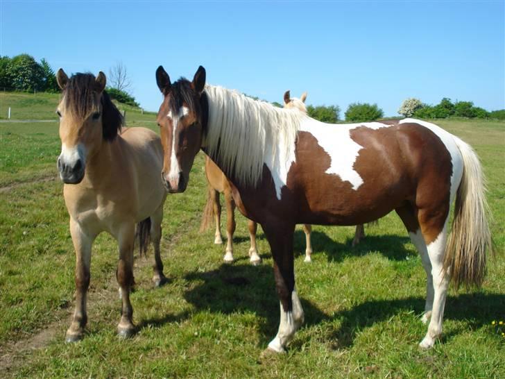 Pinto Jersy   solgt - Jersy med en af sine bedste venner.. maj 08 billede 9