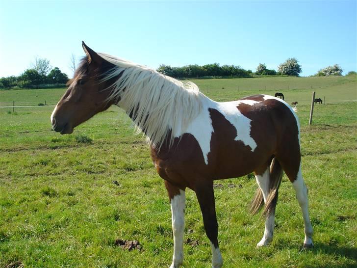 Pinto Jersy   solgt - maj 2008. Hun er smuk og sød. billede 10