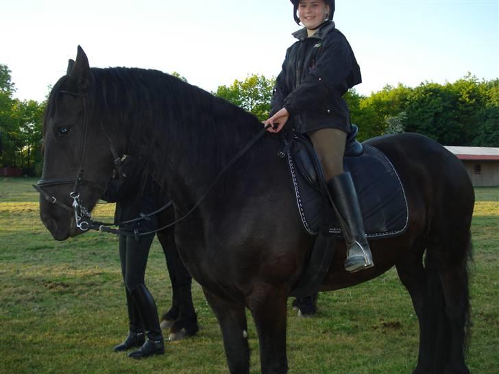 Frieser Dora K - En træt Dora, efter træning, mie har skridtet hende af.. billede 13