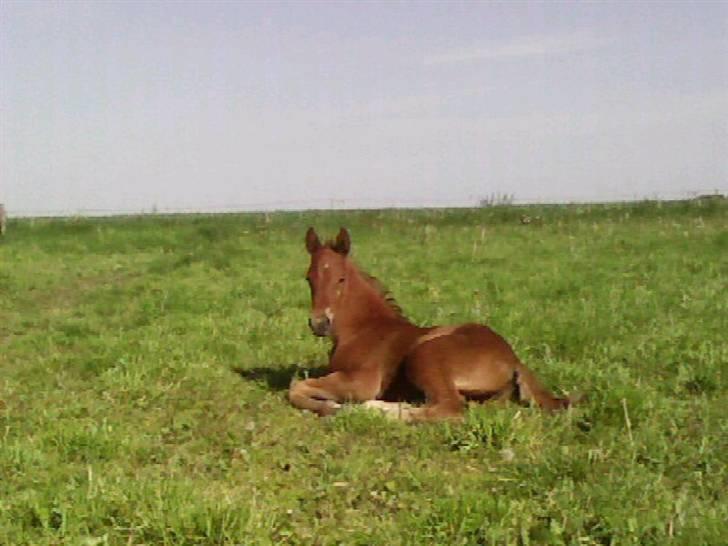 Dansk Varmblod Duelund´s Dirigent billede 16