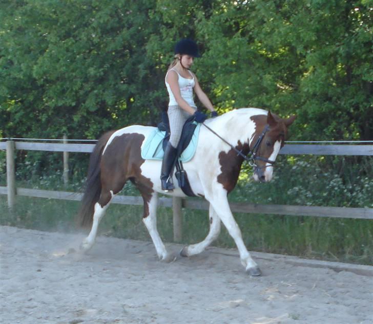 Pinto Jessie - tidligere lånt. - Velkommen til Jessies profil <3 Håber du gider smide en kommentar og en bedømmelse (: billede 1