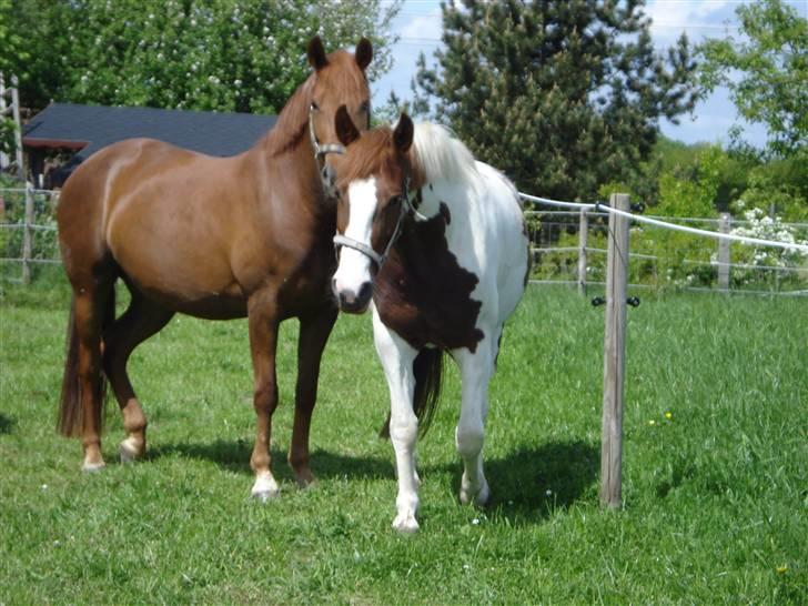 Pinto Jessie - tidligere lånt. - Nu kommer jeg ;D billede 6