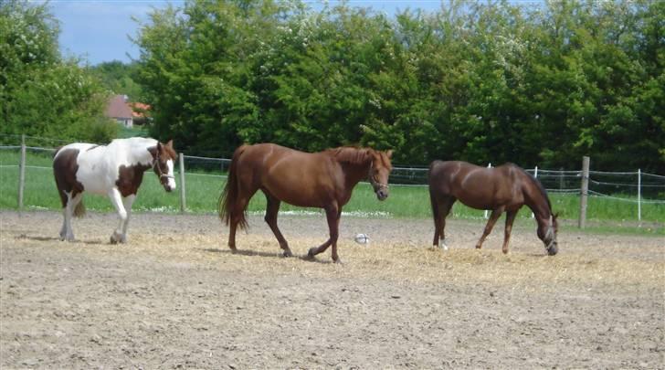 Pinto Jessie - tidligere lånt. - Egon, benny, keld (keld = Jessie) billede 10