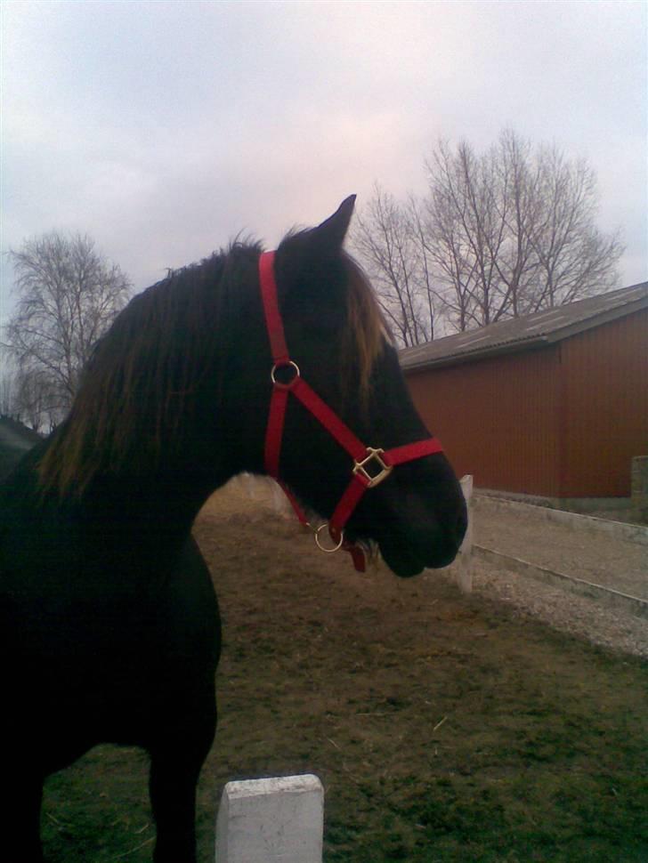 Welsh Cob (sec D) De Busies Black Bess - Mon de er ved at blande foder til mig? billede 15