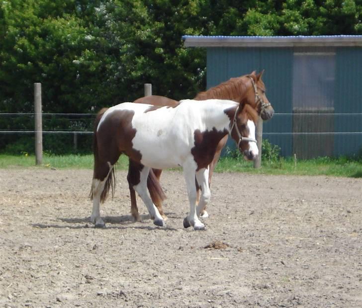 Pinto Jessie - tidligere lånt. - Jessie og søster <3 billede 11