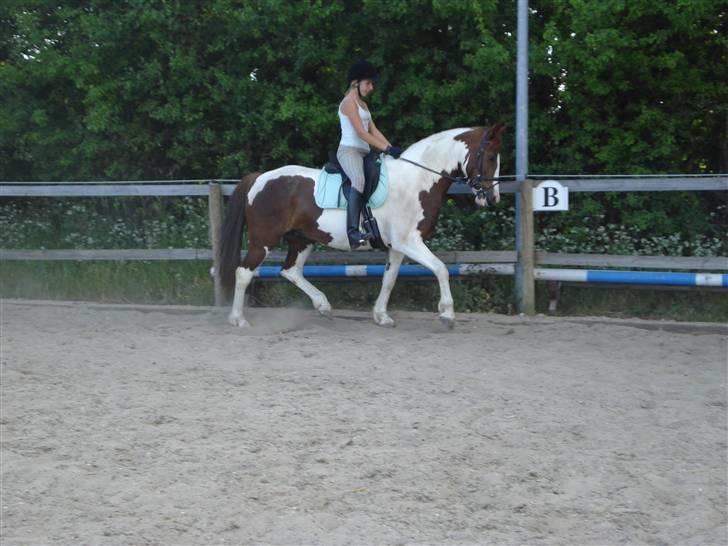 Pinto Jessie - tidligere lånt. - Jessie i en god trav (´;  billede 12