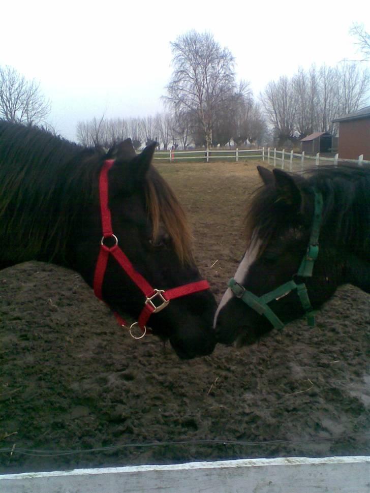 Welsh Cob (sec D) De Busies Black Bess - Bess og Sille får lige en snak om, hvem der bestemmer... billede 16