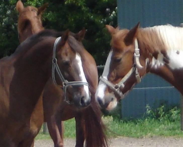 Pinto Jessie - tidligere lånt. - Nuurh <3 billede 13