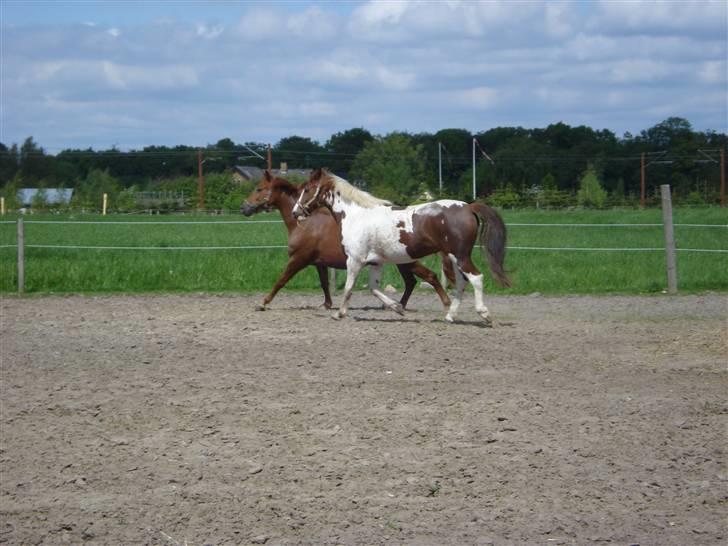 Pinto Jessie - tidligere lånt. - søskende kærlighed ;D billede 14