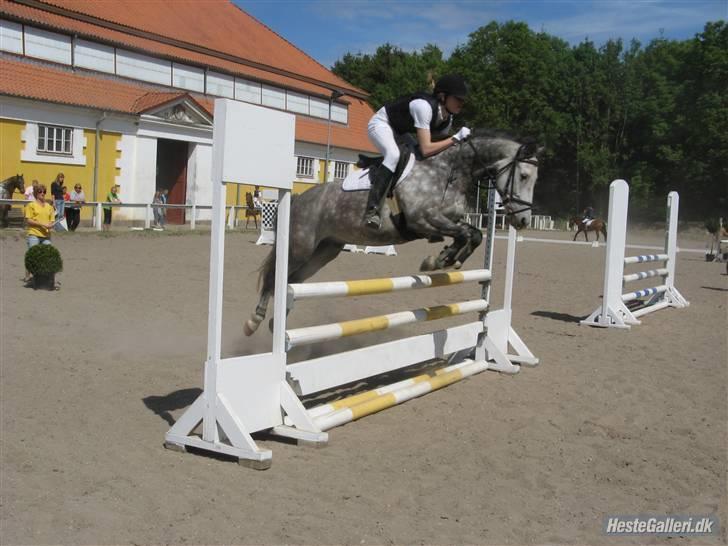 New Forest Firfod Filejs - Solgt - HØRS LA. 2008 billede 5