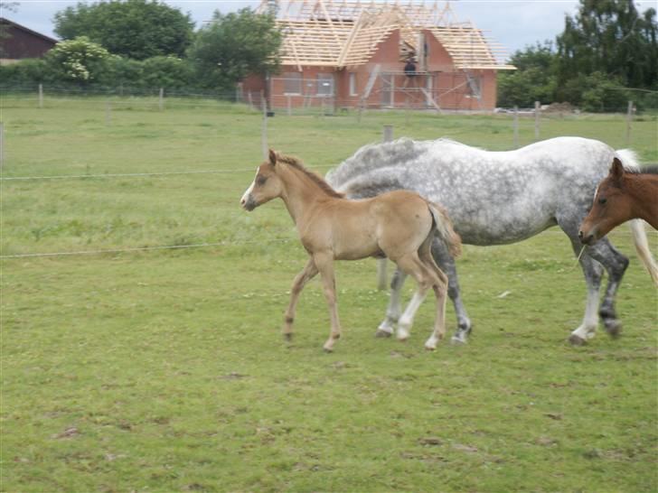 Welsh Pony af Cob-type (sec C) elisabeths zindy billede 2