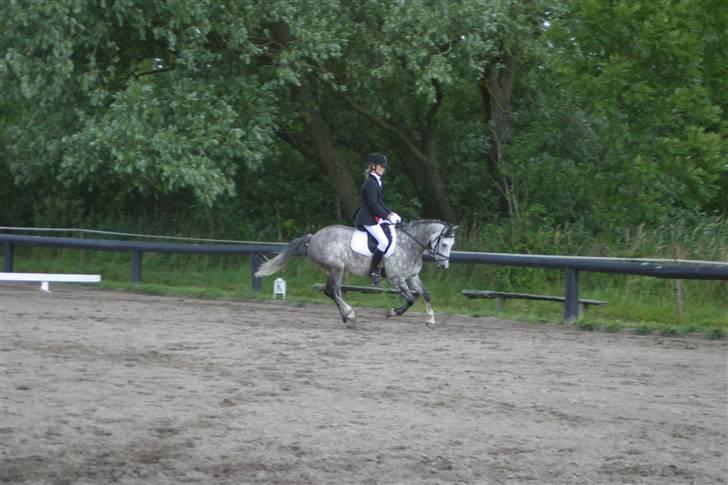 New Forest Firfod Filejs - Solgt - Military stævne 2008 billede 7