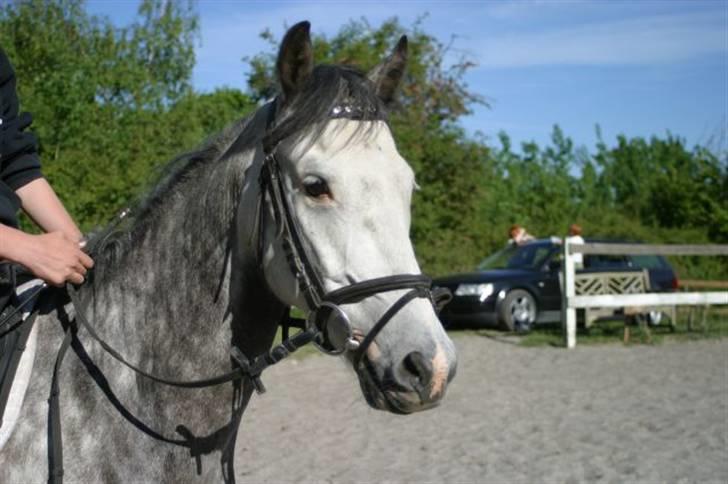 New Forest Firfod Filejs - Solgt - Min smukke Filejs! - Tilsalg! billede 9