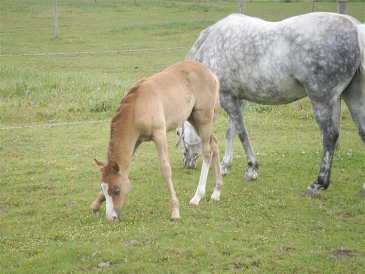 Welsh Pony af Cob-type (sec C) elisabeths zindy billede 5