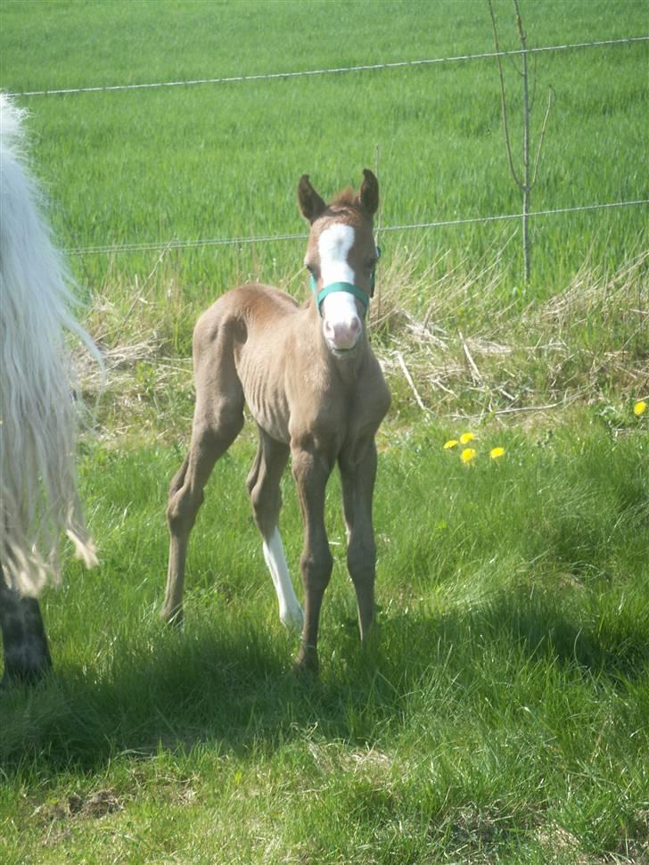 Welsh Pony af Cob-type (sec C) elisabeths zindy billede 6