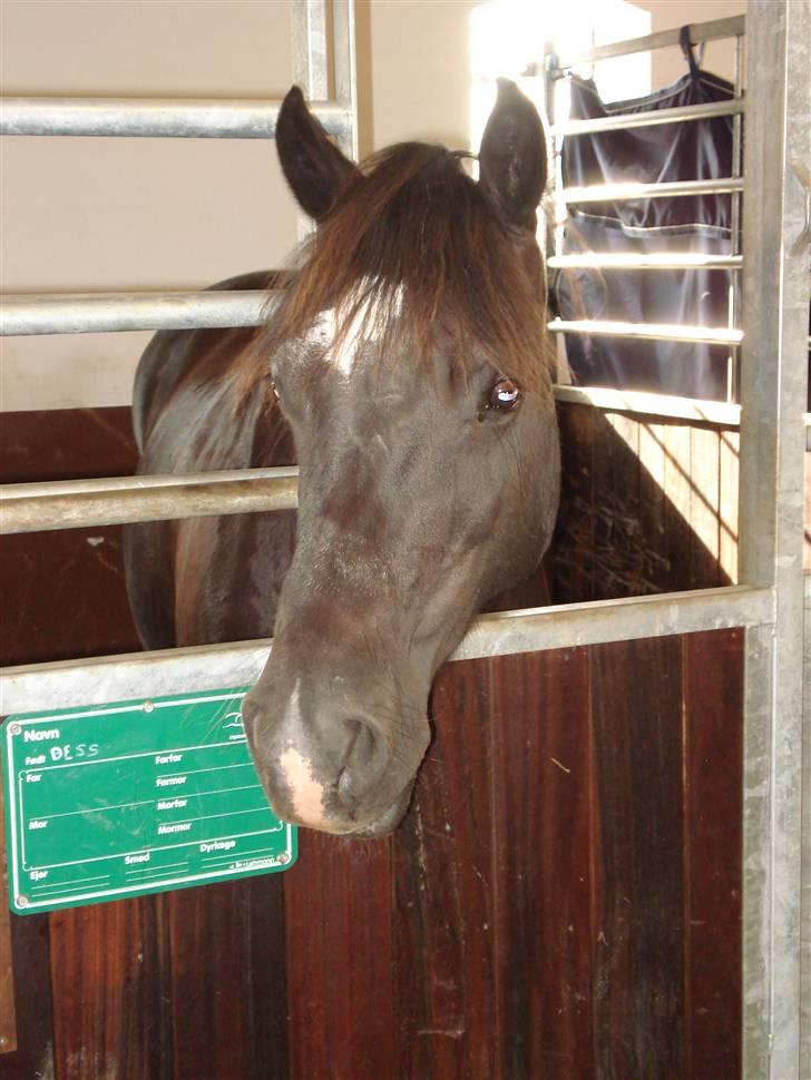 Welsh Cob (sec D) De Busies Black Bess - Hmm, mon Sissel har noget lækkert til mig? billede 17