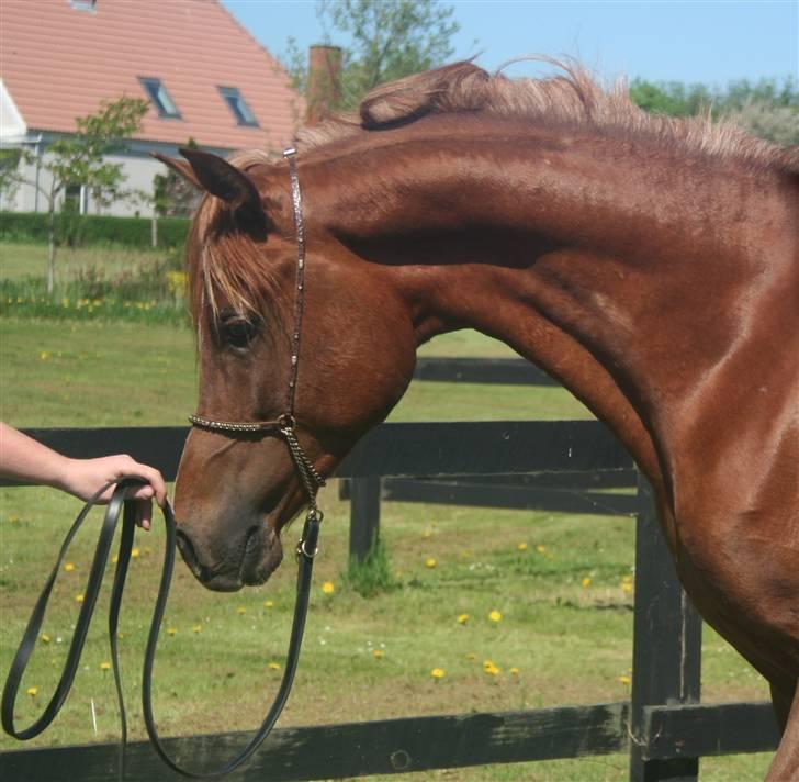 Arabisk fuldblod (OX) Al Waseef Estopa of tas - Foto: Jane Bachman, Ja-Arabians billede 4