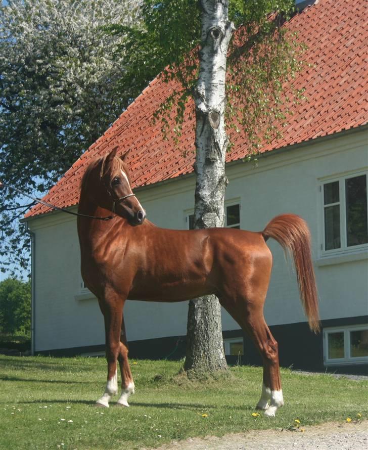 Arabisk fuldblod (OX) Al Waseef Estopa of tas - Foto: Jane Bachman, Ja-Arabians billede 5