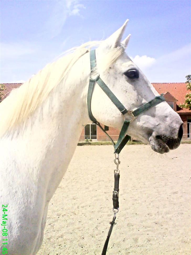 Sportsaraber (A) Agent Cooper  - solgt - du så fin (: billede 10