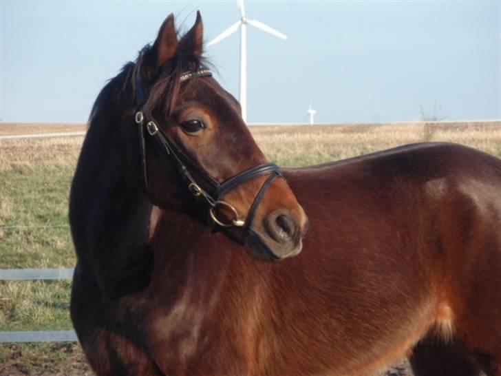 Traver Inus Hedebo(Fundet ;) - den 1 april ;) smuk?!  foto: MIG,. billede 9