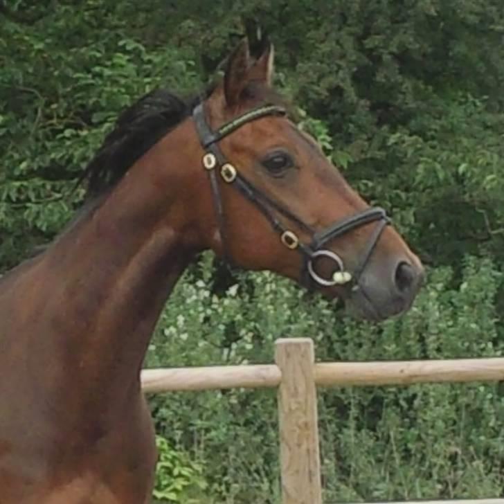 Traver Inus Hedebo(Fundet ;) - ny XD foto : mig,. billede 11