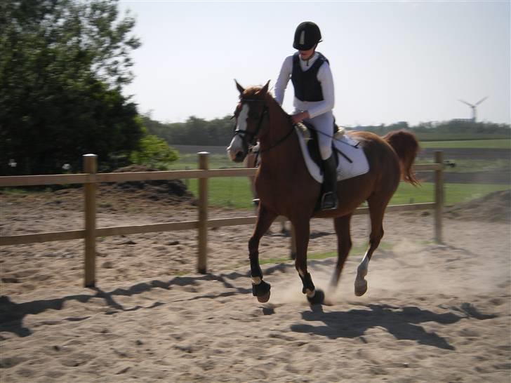 Arabisk fuldblod (OX) Thyra *solgt* - Jae... <3¨¨ billede 6