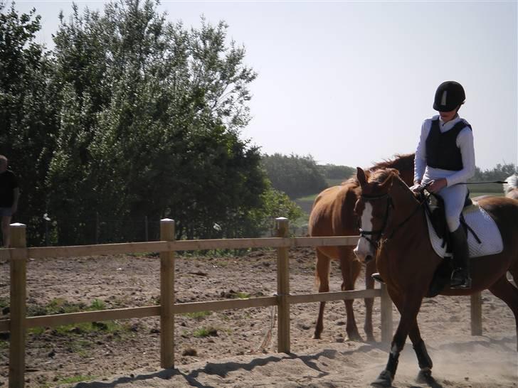 Arabisk fuldblod (OX) Thyra *solgt* - Smuk? JA billede 8