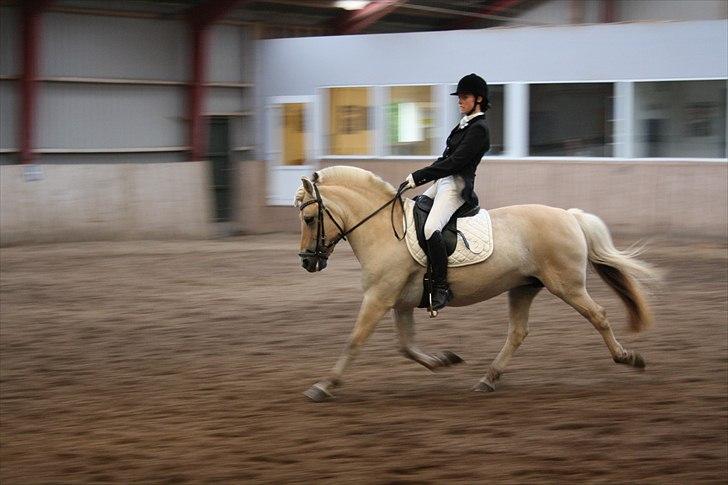 Fjordhest Laika Romeó(solgt) - DM 2010 billede 9