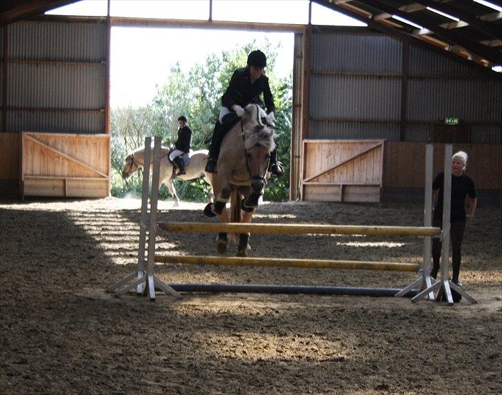 Fjordhest Laika Romeó(solgt) - JM spring 2010 billede 10