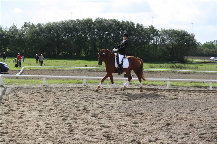 Polsk Varmblod Nadir Solgt - NAdir til sit første stævne billede 16