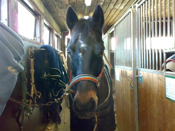 Connemara Illias R.I.P :'( billede 9