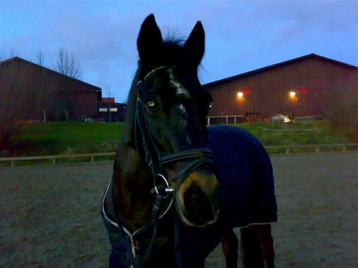 Connemara Illias R.I.P :'( billede 10